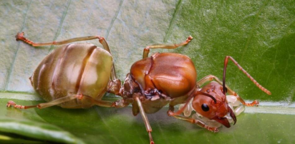 El comercio ilegal de insectos amenaza la biodiversidad local y el equilibrio de los ecosistemas agrícolas.