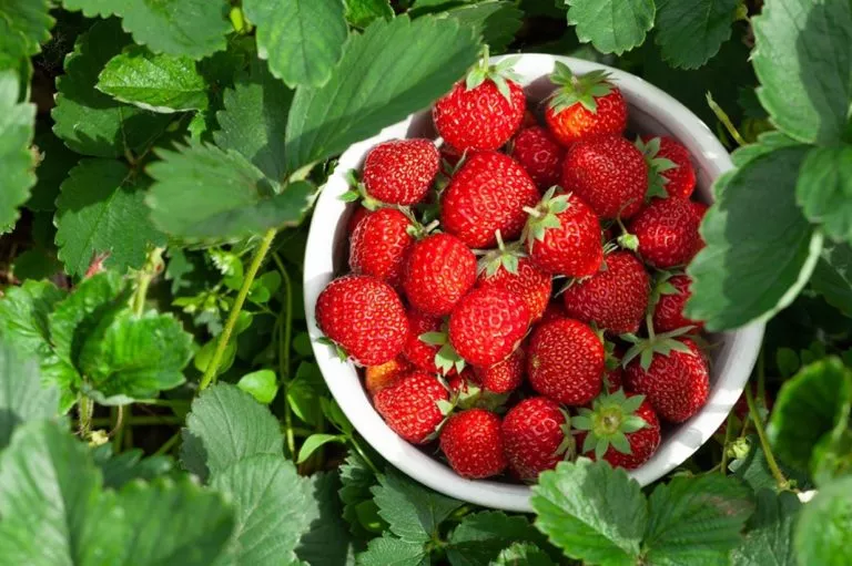 Hábitos saludables ayudan a recuperar el equilibrio tras excesos alimentarios